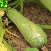 西葫芦 鲜嫩角瓜新鲜蔬菜密云农家宝宝辅食当日采摘1根250g左右