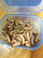 秦岭画眉活体 一手货源 画眉鸟 齐毛老毛 唱鸟 