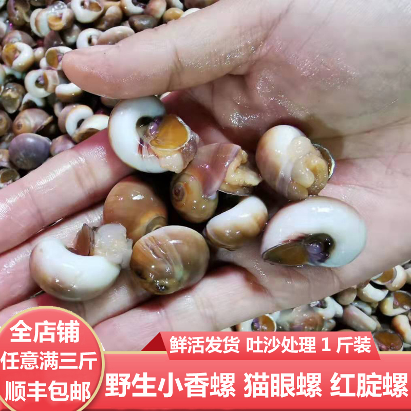 大连海鲜特产海货新鲜活小香螺肚脐螺猫眼螺红腚螺海螺小黄香玉螺