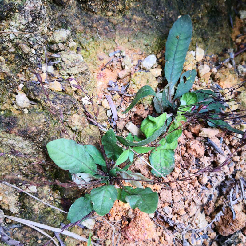 潮汕野生新鲜白背仔 客家白背草 地皮消 中草药材全株500g包邮