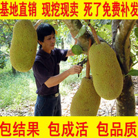 菠萝蜜果树苗-果树苗 南方北方种植 四季菠萝蜜