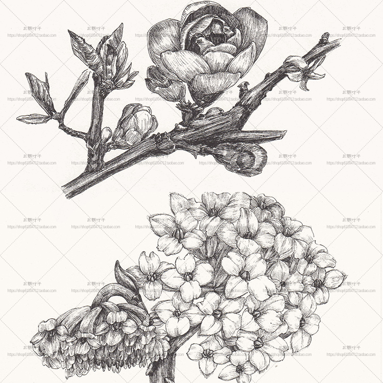 黑白花卉插画 四季鲜花速写素描 针管笔铅笔临摹设计参考素材6334