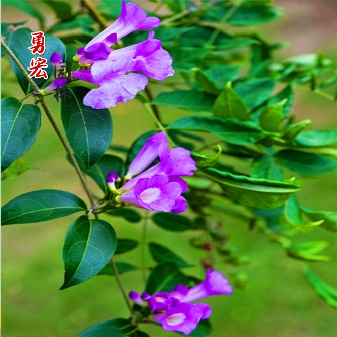 进口爬藤植物蒜香藤紫 铃藤苗驱蚊植物好养阳台庭院攀爬植物花卉