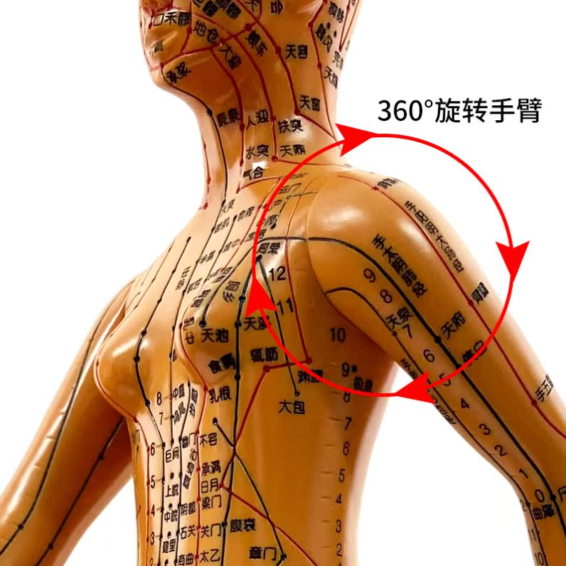 针灸穴位人体模型人男女模型可扎针经络刻字模型教学美容模特小人