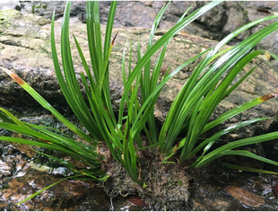 纯天然野生菖蒲草虎须家居室内办公桌小盆栽吸附甲醛绿植花草包邮