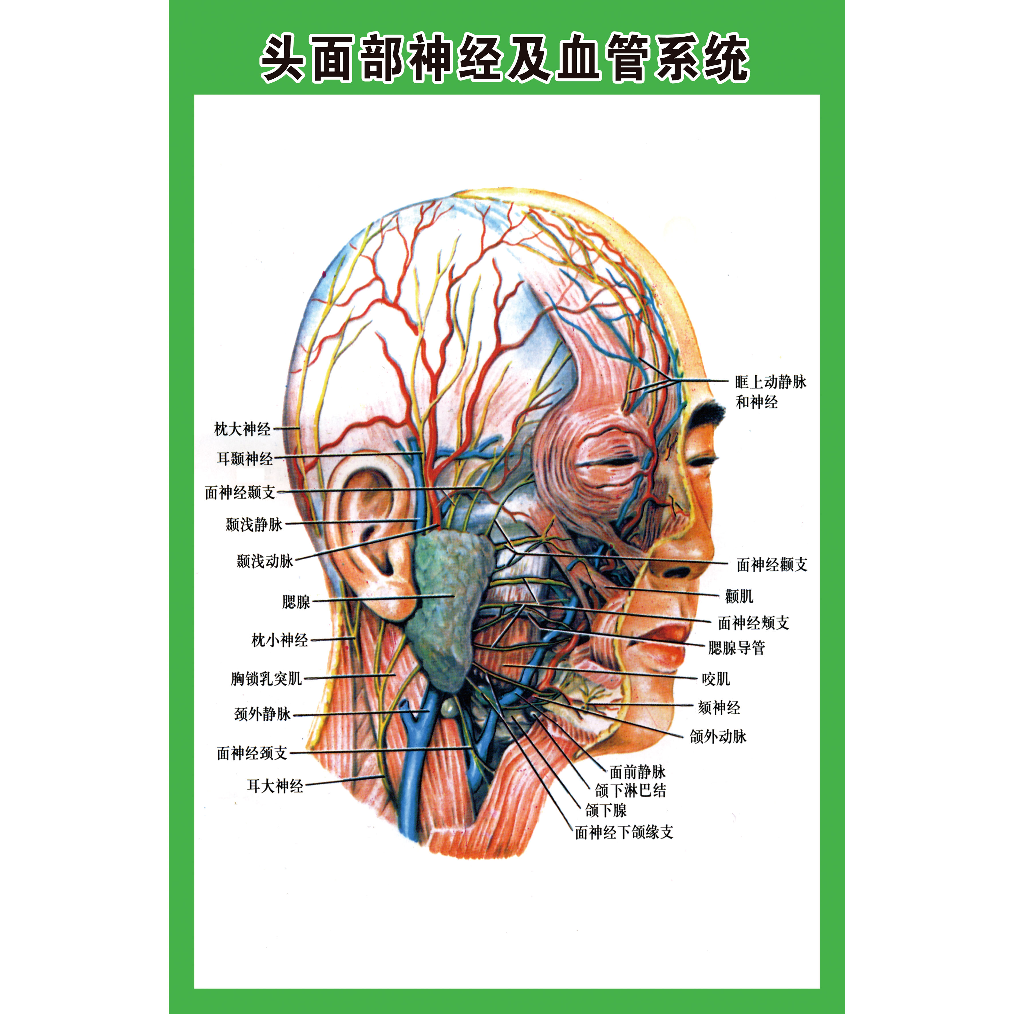头面部神经血管系统示意图医学人体器官解剖图展板医院布置海报
