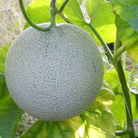 海阳留格网纹瓜合作社-瓜山东特产有机2个山东