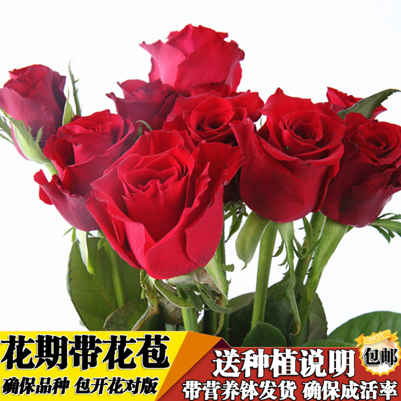 玫瑰花苗【传奇玫瑰】红色玫瑰花盆栽花卉植物花店同款阳台四季