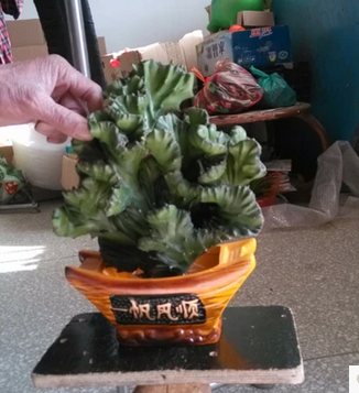 【玉麒麟】盆栽金麒麟 镇宅辟邪绿植花卉 彩春风 多肉防辐射植物