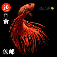 活体金鱼-寿龙睛鎏金蝶尾红狮泰国斗鱼半月马