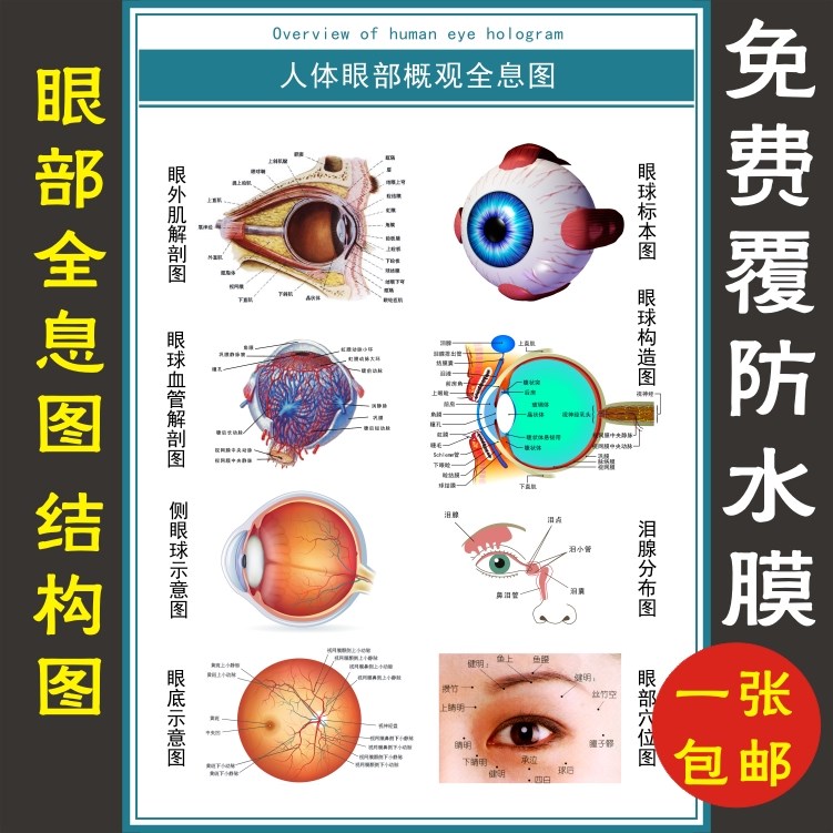 眼睛眼球结构图眼球解剖图剖面图眼科海报挂图展板墙贴宣传画图片