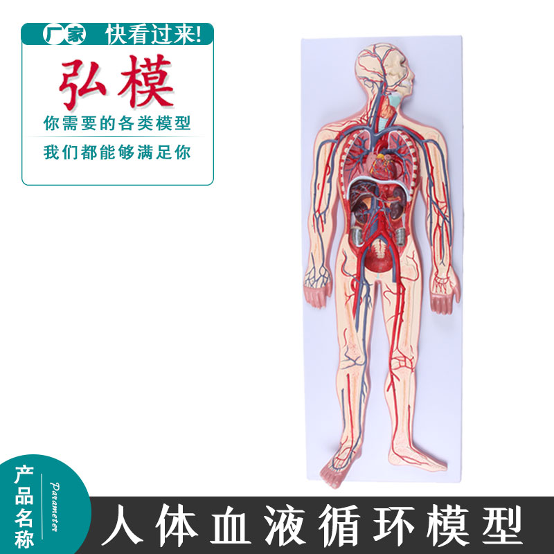 人体血液循环系统模型体肺循环心血管介入心脏解剖模型动静脉模型