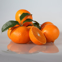 新鲜柑橘水果-柑橘现摘新鲜橘子水果桔子12个