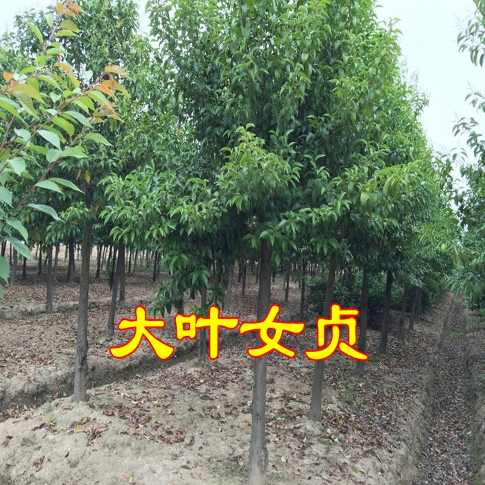 园林绿化苗南方北方种植大叶女贞树苗庭院地栽四季常青高杆女贞苗