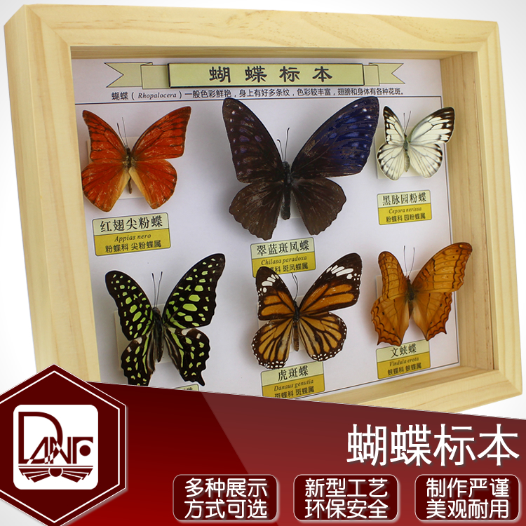 蝴蝶标本 真昆虫 中小学自然科学课程教材 幼儿园昆虫墙 创意礼品