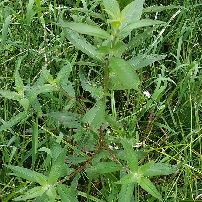 新鲜中草药草龙 水红花 田石榴 柯 化骨溶 假木瓜 水仙桃 香须公