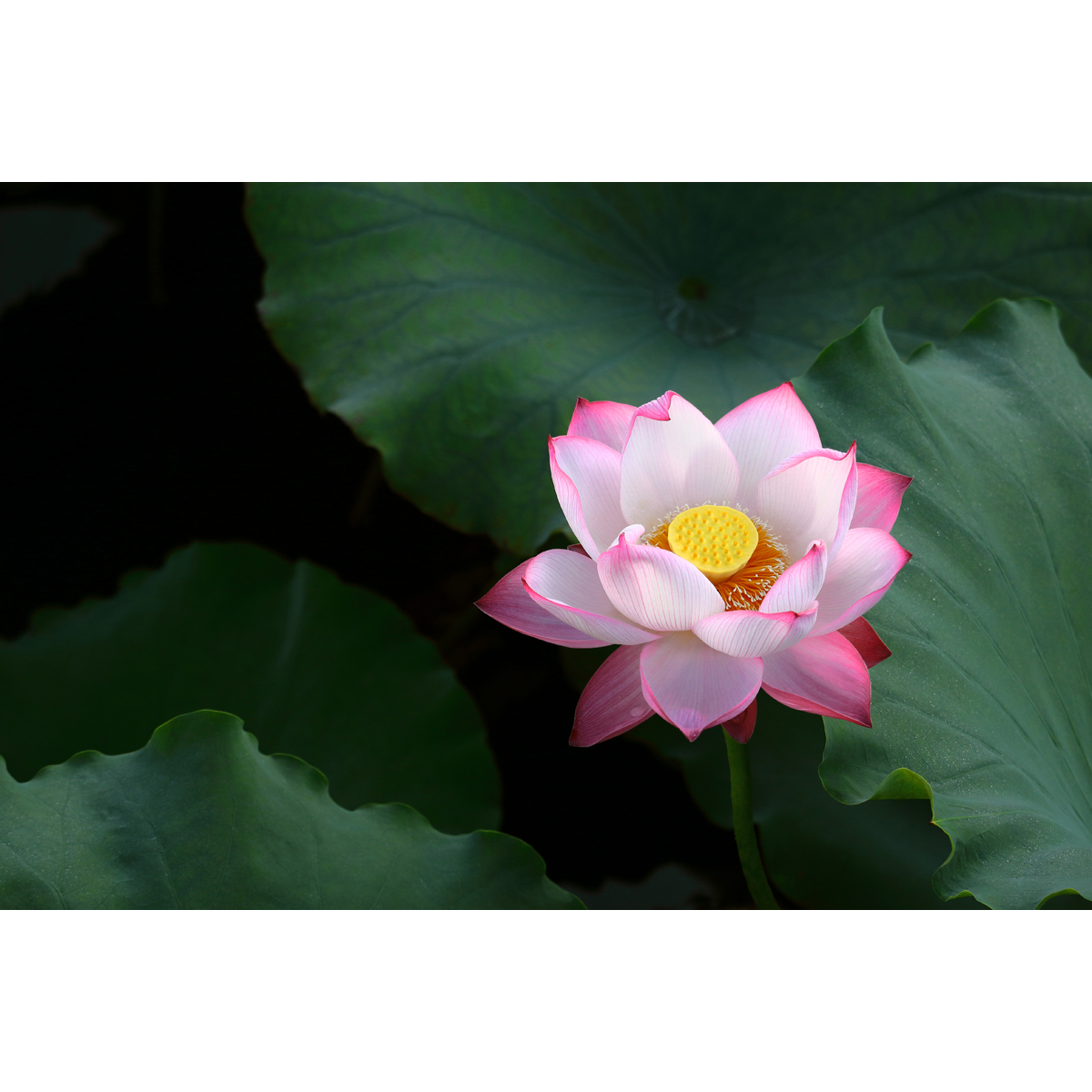 原创高清摄影作品/花卉-粉红荷花/莲花(2张) 高分辨率ps图片素材