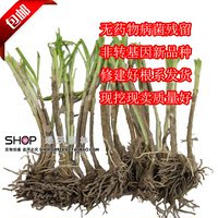 菜苗韭菜根紫根韭菜种-种子阳台盆栽菜苗地栽