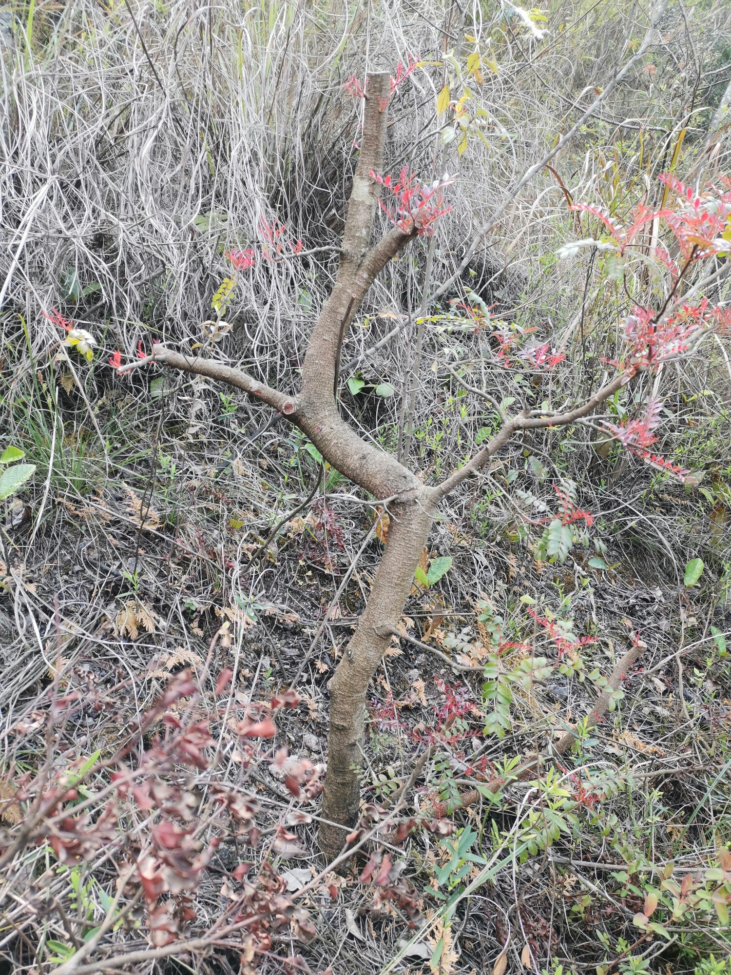 红芽清香木,非花皮小叶榆树舍利老桩雀梅白皮榕树山里红