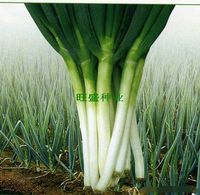 日本铁杆葱王-东大葱大田盆栽小院种热卖日本