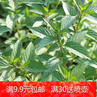 胡椒薄荷小苗-胡椒薄荷种子 进口椒样薄荷Pep