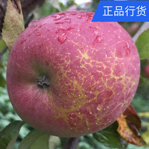 冰糖心现摘昭通冰糖心丑苹果甜脆水多新鲜水果昭通十斤免邮苹果水果