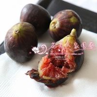 正宗枇杷树苗庭院盆栽果树苗适合南方种植当年