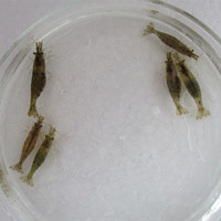 地图螺冷水螺囊螺水蜗牛观赏鱼缸虾缸草缸除藻