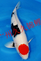 广州四海锦鲤-淡水型锦鲤广州发货阳台鱼池设