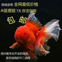 活体金鱼-寿龙睛鎏金蝶尾红狮泰国斗鱼半月马