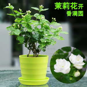 室外植物真的好吗 哪里买便宜价格