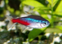 色鱼食鱼缸小热带鱼食-淡水混养小型草缸小灯