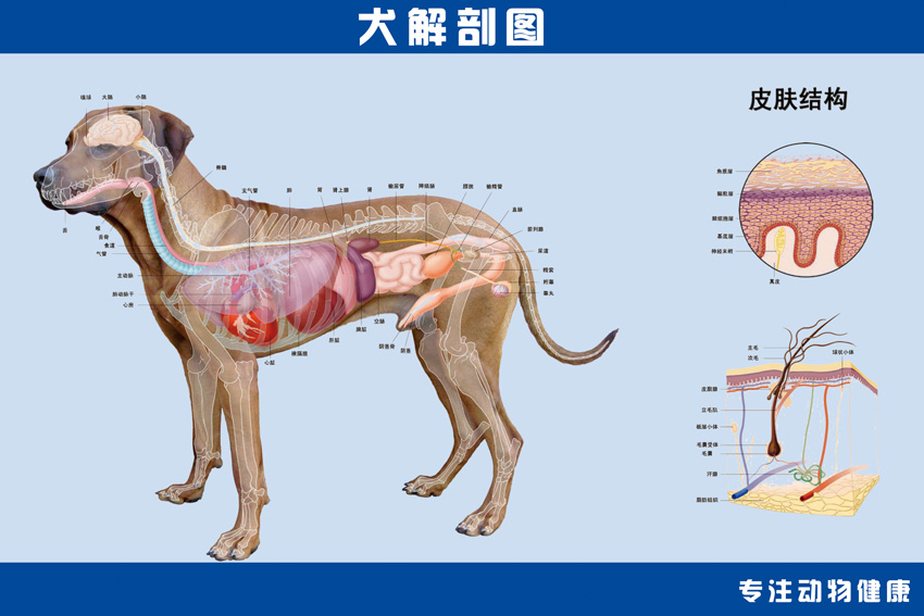 宠物医院海报犬解剖图狗狗内部结构图动物诊所墙画可发图订做195