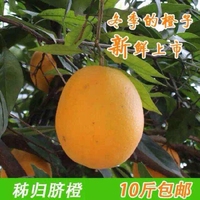 湖北宜昌秭归纽荷尔脐橙圆红特产现摘现卖水果