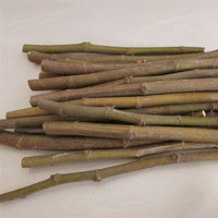 新鲜无花果树枝 无花果枝条瘊子 痔疮 湿疹 肛裂