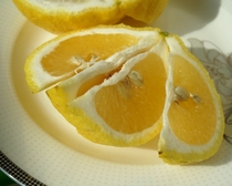 【象山青桔子】_象山青桔子推荐_品牌_价格_