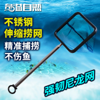 清洁鱼观赏鱼-大号田螺金鱼锦鲤混养观赏螺活