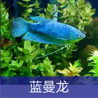 丽丽鱼-丽鱼彩裙鱼虎皮鱼黄蓝曼龙神仙鱼丽丽