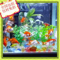 观赏鱼4-生光唇鱼 冷水野生石斑鱼 小溪鱼活体