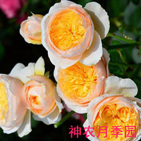 欧月奥斯汀切包-丽叶 切朱月季苗天狼家居专营