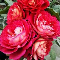 马萨德医生-香月季玫瑰天狼月季马萨德医生 法