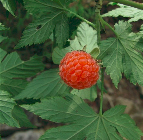 中药材野生掌叶覆盆子茶新鲜水果树莓苗以药以水果