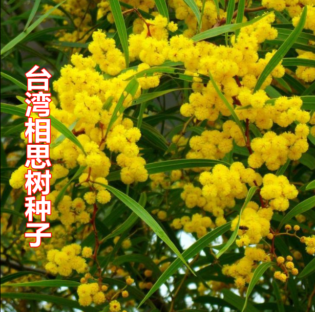 优质新台湾相思种子 台湾柳 相思树种子 相思子 洋桂花种子包邮