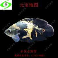 奥利诺科野生地图鱼 野生纳内地图鱼 野生阿拉
