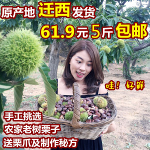 2016唐山正宗迁西板栗生新鲜野生板栗燕山农家紫玉栗子坚果包邮板栗生