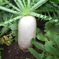 农家新鲜大白萝卜芦菔非白萝卜叶子做五行蔬菜汤500g