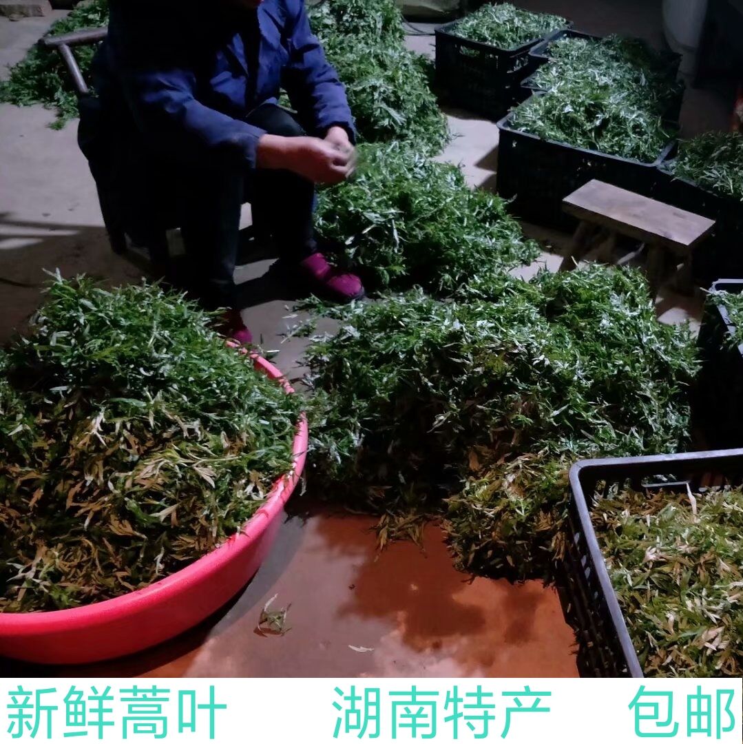 野生新鲜蒿子500g蒿草清明草蒿叶粑湖南益阳
