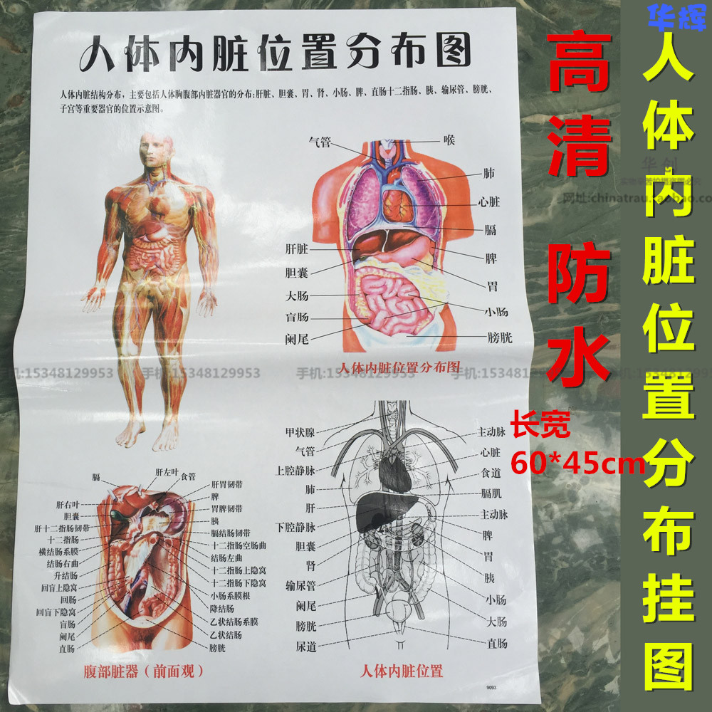 医院示意图人体内脏器官位置分部挂图人体内脏结构分布胸腹部防