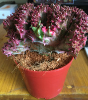 金麒麟盆栽 玉麒麟盆栽 镇宅辟邪绿植花卉 彩春