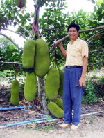 菠萝树苗-包邮有根地菠萝苗果树苗庭院盆栽当